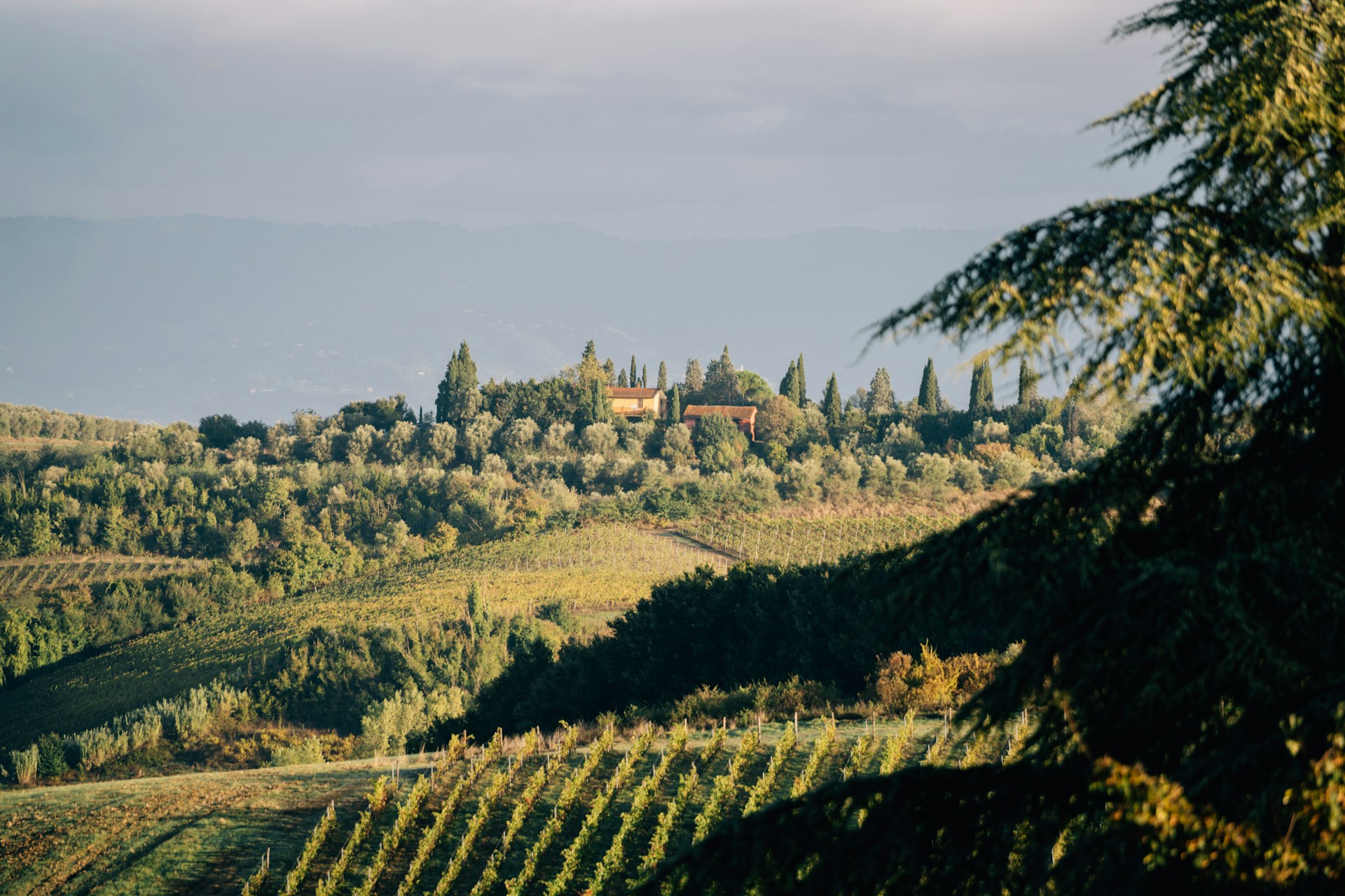 A Tuscan hillside at golden hour, vineyards and a sun-warmed villa